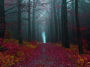 Осенний лес, Германия